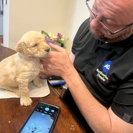 Goldendoodle and Poodle Puppies from Polly Wally Poodles and Doodles