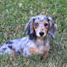 Dachshunds from Pamela Sklanka