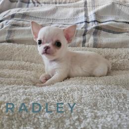 Radley - Cream and white male Chihuahua puppy in Joliet, Illinois from Chihuahua and frenchie favs