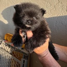 Midnight - Black and tan parti Pomeranian puppy in Modesto, California from SelfiePoms