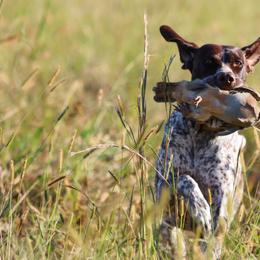 German Shorthaired Pointers from Sandem German Shorthaired Pointers