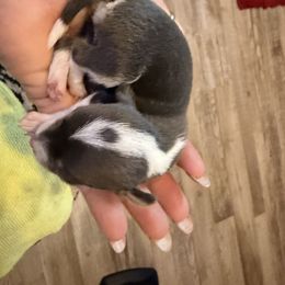 Ember - Black and white female Chihuahua puppy in Drumright, Oklahoma from Fancy Pants Chihuahua’s