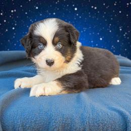 Balto - Black tri-color male Australian Shepherd puppy in Statesville, North Carolina from Charming Australian Shepherds