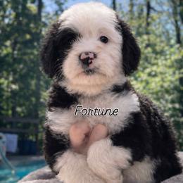 Fortune - Black and white female Sheepadoodle puppy in Rocky Point, North Carolina from CelticDoods