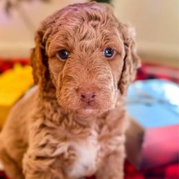 Grace - Mini - Apricot female Goldendoodle puppy in Lancaster, California from Kid's Best Doodle