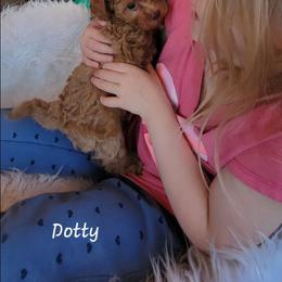 Sold - Red  female Poodle puppy in Montrose, Pennsylvania from Tales Of Joy
