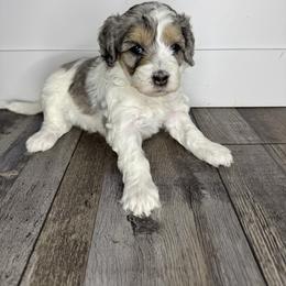 Elsa - female Australian Mountain Doodle puppy in Jerome, Idaho from Tolman Acres