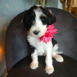 Angus - Black and white female Sheepadoodle puppy in Farley, Iowa from Iowa's Doodle Co.