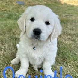 Golden Retriever Puppies from English Creams of Morningstar