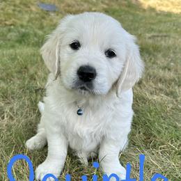 Golden Retriever Puppies from English Creams of Morningstar