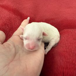 Jingle - Apricot male Maltipoo puppy in Fredericktown, Missouri from Doodle Pups Fur-Ever