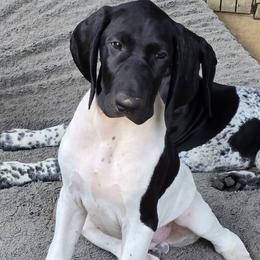 German Shorthaired Pointer Puppies from DreamN GSPs