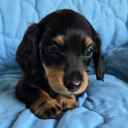 Dachshund Puppies from Spring Valley Dachshunds