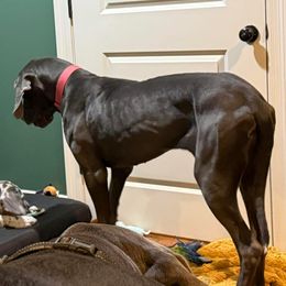 Great Dane All Grown Up from Halsey Danes