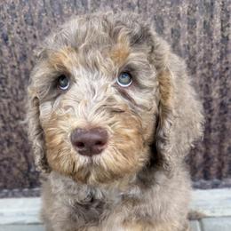 Saint Berdoodle Puppies from Badland St. Berdoodles LLC