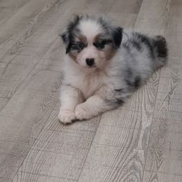 Australian Shepherd Puppies from Gemfire Australian Shepherds