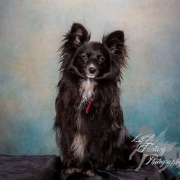 Freyja - Companion Cross