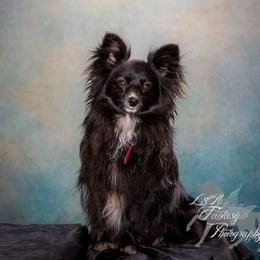 Freyja - Companion Cross
