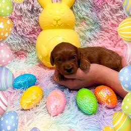 Michael - Red  male Goldendoodle puppy in Kissimmee, Florida from Poodle Doodle Kennels