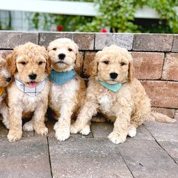 Cavapoo and Goldendoodle Puppies from Space Coast Doodle Co.