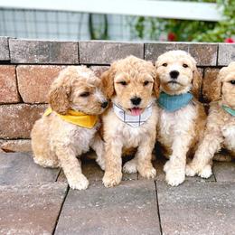 Cavapoo and Goldendoodle Puppies from Space Coast Doodle Co.