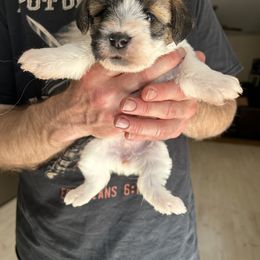 Oak Creek Iris - Tri-color female Russell Terrier puppy in Hollister, California from Oak Creek Jacks