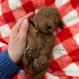 Holly - Red  female Goldendoodle puppy in Rienzi, Mississippi from Saddle Hill Farms