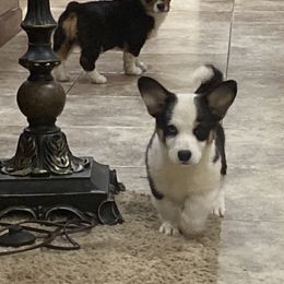 Pembroke Welsh Corgi Puppies from Serenity Ann Pups