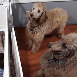 Dachshunds and Poodles from Paragon Puppies