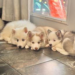 Pomsky Puppies from Blue Heaven Pomsky