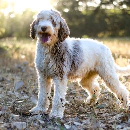 Cora - Labradoodle