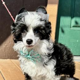 Squid - Black and white female Chinese Crested puppy in New Smyrna Beach, Florida from FronkLinn Kennel