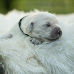 Angus - Light golden male Golden Retriever puppy in Morris, Minnesota from Midwest English Cream Goldens