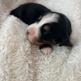 Boy 2 - Tri-color male Bernedoodle puppy in Gilbert, Arizona from LittleLegacyDoodles