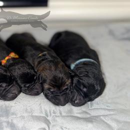 German Shepherd Puppies from Di Massimo Canile