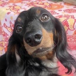 Dachshunds, Poodles, and Yorkshire Terriers from Granny's babies