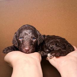 Kiara - Yellow Band Girl - Brown female Poodle puppy in Plainfield, New Jersey from Caris Paws Poodles and Labradoodles