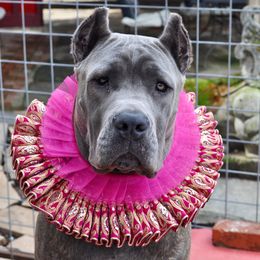 Cane Corso All Grown Up from Garmr Cane Corso