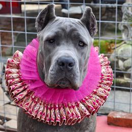 Cane Corso All Grown Up from Garmr Cane Corso