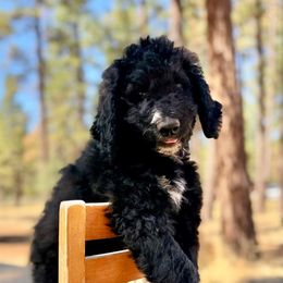 John Wayne - Sable male Saint Berdoodle puppy in Lookout, California from Remington Kennels, LLC