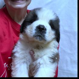 Orange collar - Mahogany and white male Saint Bernard puppy in New Philadelphia, Ohio from Fletchers Saints