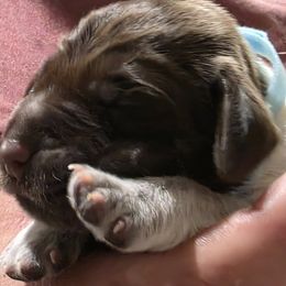 Light Blue - Brown and gray male Wirehaired Pointing Griffon puppy in Maiden, North Carolina from Saint Barbara's Wirehaired Pointing Griffons