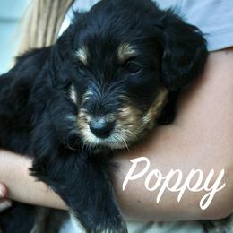 Poppy - Black phantom female Aussiedoodle puppy in Kings Mountain, North Carolina from Champion Farms Doodles