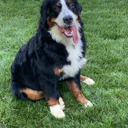 "Fall 2020 Litter" Bernese Mountain Dog All Grown Up from Encore Bernese Mountain Dogs