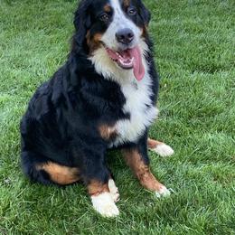 "Fall 2020 Litter" Bernese Mountain Dog All Grown Up from Encore Bernese Mountain Dogs
