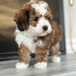 Bernedoodle and Cavapoochon Puppies from This is Doodles