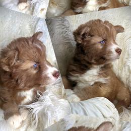 Sprout - Red and white male Siberian Husky puppy in Florence, Kentucky from Moonlight Howl Huskies