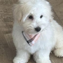 Rip Tide (RT) - White male Coton de Tulear puppy in Freeport, Texas from H❤️PE COTONS