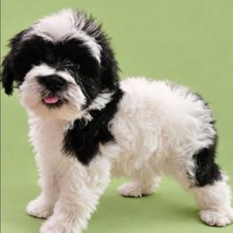 Bandit - Parti male Miniature Schnauzer puppy in Lumberton, Texas from 1 Smart Choice Schnauzers Babies