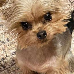 Bronx - Yorkshire Terrier